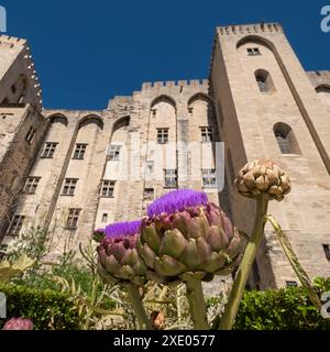 Avignon France. Artichauts dans le jardin de l'impressionnant Palais des Papes, Palais des Papes, dans la vieille ville d'Avignon., Avignon, Provence, sud de la France. Banque D'Images