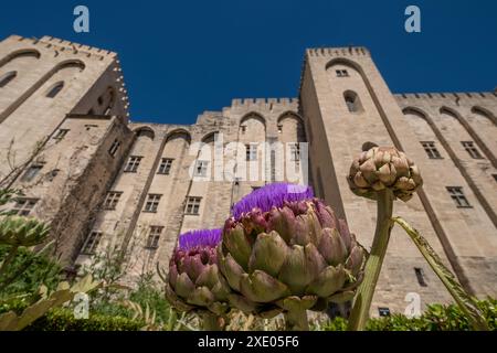 Avignon France. Artichauts dans le jardin de l'impressionnant Palais des Papes, Palais des Papes, dans la vieille ville d'Avignon., Avignon, Provence, sud de la France. Banque D'Images