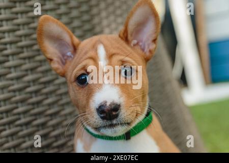 Basenji chien chiot gros plan portrait regardant la caméra Banque D'Images