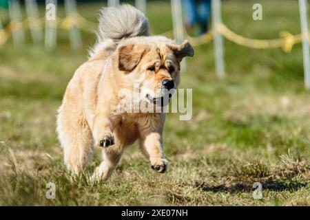 Gros chien courant dans le champ sur la compétition de course de leurre Banque D'Images