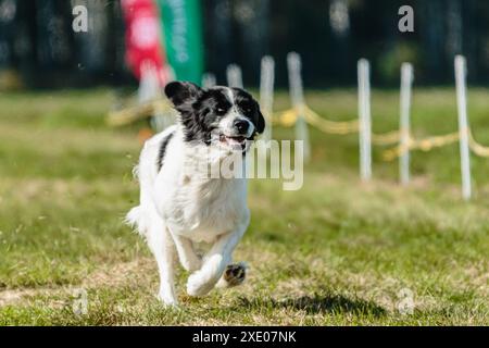 Gros chien courant dans le champ sur la compétition de course de leurre Banque D'Images