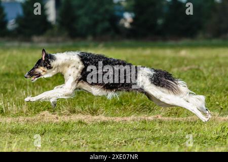 Chien Borzoi courant dans le champ sur la compétition de course de leurre Banque D'Images