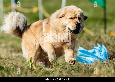 Gros chien courant dans le champ sur la compétition de course de leurre Banque D'Images