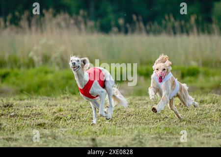 Chiens Saluki dans des chemises rouges et blanches courir et chasser leurrent dans le champ sur la compétition coursing Banque D'Images