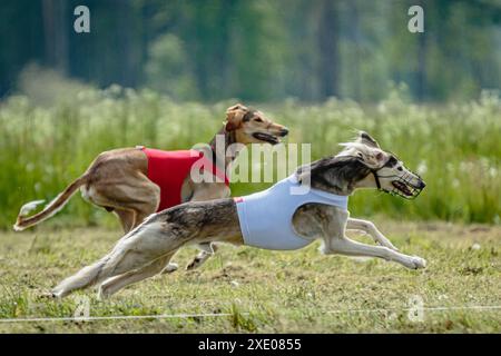 Chiens Saluki dans des chemises rouges et blanches courir et chasser leurrent dans le champ sur la compétition coursing Banque D'Images