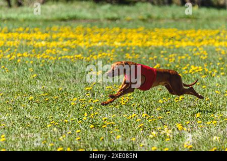 Chien Pharaon Hound dans la chemise rouge courir et chasser leurre dans le champ sur la compétition coursing Banque D'Images