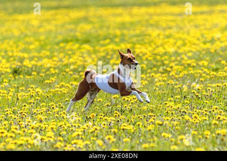 Chien Basenji courant en veste blanche sur le terrain de coursing à la compétition en été Banque D'Images