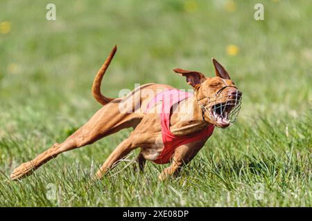 Pharaon chien de chien de chasse en chemise rouge courir et chasser leurre dans le champ en été Banque D'Images