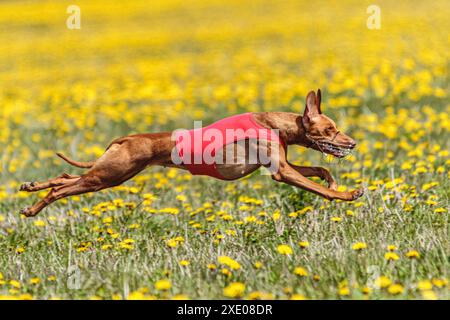 Pharaon chien de chien de chasse en chemise rouge courir et chasser leurre dans le champ en été Banque D'Images