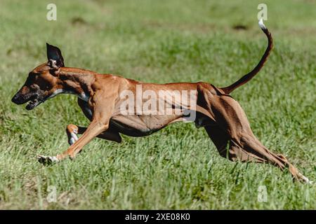 Chien Azawakh soulevé du sol pendant la course de course de chien Banque D'Images