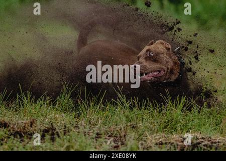 Pit Bull Terrier court vite sur la boue noire et le champ vert Banque D'Images