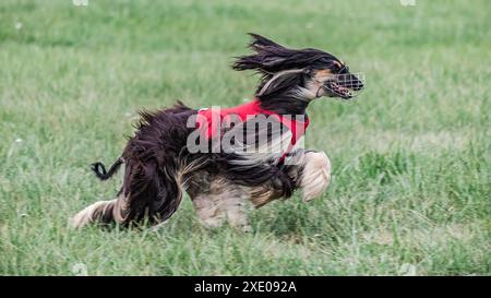 Saluki en chemise rouge courir dans le champ sur la compétition de course de leurre Banque D'Images