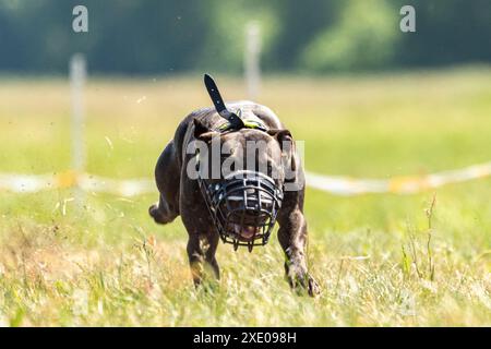 Staffordshire Bull Terrier en cours d'exécution sur le terrain Banque D'Images