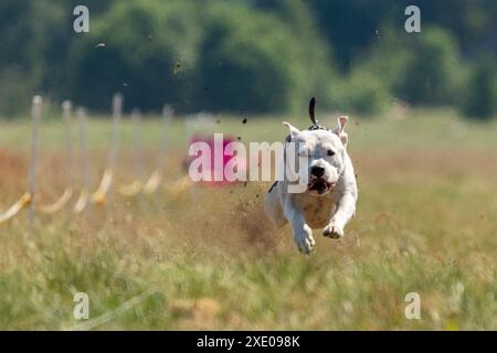 Staffordshire Bull Terrier en cours d'exécution sur le terrain Banque D'Images