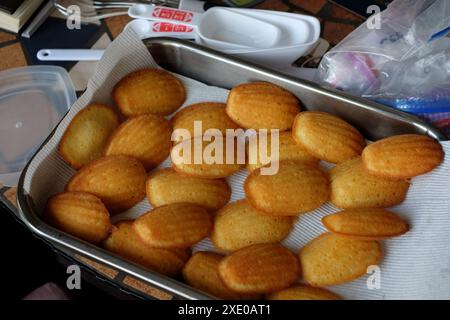 Gâteaux de Madeleine faits maison tournés sur du papier essuie-tout pour refroidir sur la table de cuisine avant d'être saupoudrés de sucre glace (voir d'autres photos) Banque D'Images