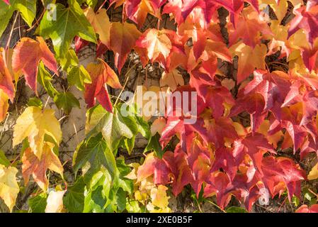 Crampon de Virginie avec vigne vierge à trois pointes en automne - humeur automnale Banque D'Images