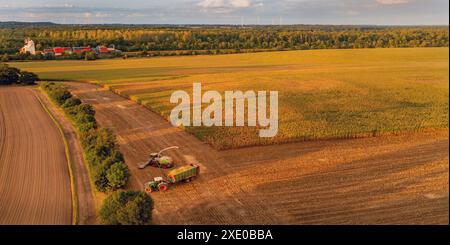 Récolteuse-hacheuse sur la coupe de maïs pour l'ensilage dans le champ avec navire porte-conteneurs dans le grond. Harvesti Banque D'Images