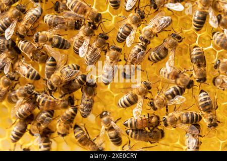 Vue rapprochée du groupe abeilles sur honeycells. Banque D'Images