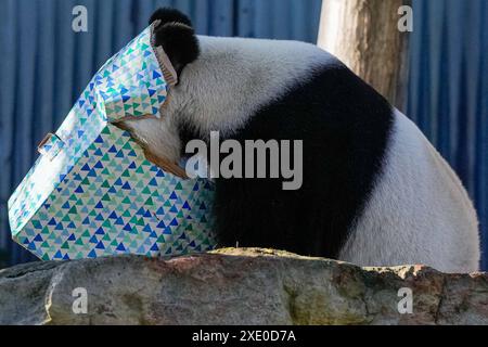 Le premier ministre chinois Li Qiang visite l Australie Wang Wang le panda colle sa tête dans une boîte au zoo d Adélaïde, le dimanche 16 juin 2024. Li Qiang, deuxième derrière le président Xi Jinping, est en visite de quatre jours en Australie. AAP image/Pool, Asanka Ratnayake NO ARCHIVING, POOL ADÉLAÏDE AUSTRALIE MÉRIDIONALE AUSTRALIE *** le premier ministre chinois Li Qiang visite l Australie Wang Wang le panda colle sa tête dans une boîte au zoo d Adélaïde à Adélaïde, dimanche 16 juin 2024 Li Qiang, qui est le deuxième seulement après le président Xi Jinping, est en visite de quatre jours à l'Australie AAP image Pool, Asanka Ratnayake PAS D'ARCHIVAGE, Banque D'Images