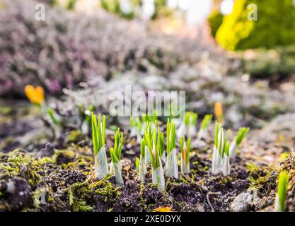 Les premiers crocus jaunes dans mon jardin par une journée ensoleillée. Le printemps arrive. Banque D'Images