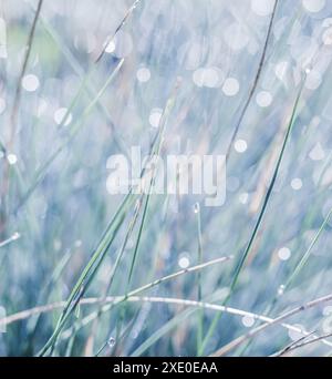 Fond bleu blanc d'herbe ornementale avec gouttes d'eau. Mise au point douce Banque D'Images