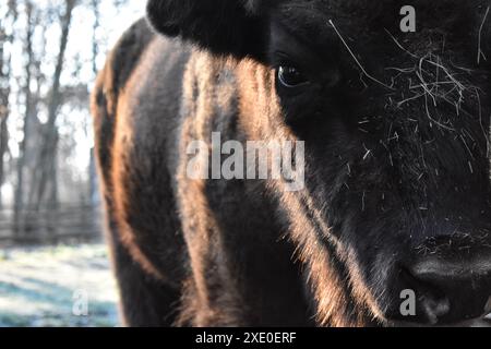 Bison d’Europe Banque D'Images