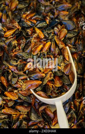 Gros plan sur les moules fraîches, le marché des fruits de mer Banque D'Images