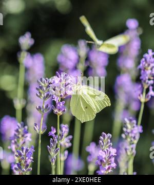 Magnifique Gonepteryx rhamni jaune ou papillon commun de brimstone sur une fleur de lavande pourpre Banque D'Images