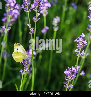 Magnifique Gonepteryx rhamni jaune ou papillon commun de brimstone sur une fleur de lavande pourpre Banque D'Images