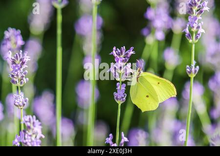 Magnifique Gonepteryx rhamni jaune ou papillon commun de brimstone sur une fleur de lavande pourpre Banque D'Images