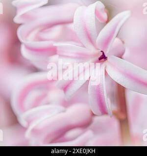 Fleur de jacinthe rayée rose blanche gros plan. Fond floral Banque D'Images