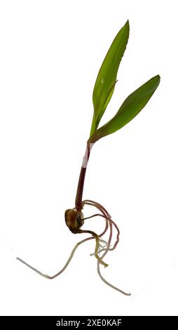 Germe de maïs avec racines isolées sur fond blanc. Un jeune pousse avec deux feuilles. Banque D'Images