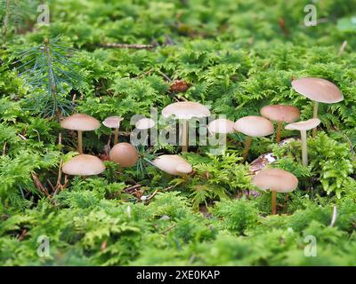 Capsules Sprucecone, Strobilurus esculentus Banque D'Images