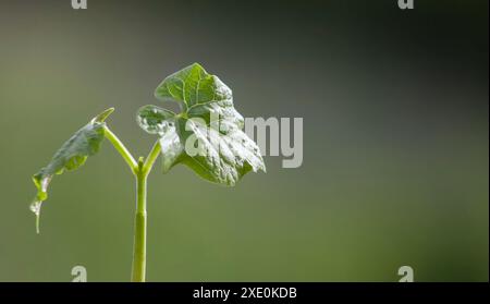 Un jeune haricot germe avec deux pousses de feuilles dans un potager Banque D'Images