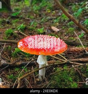 Agaric voler dans la forêt d'automne Banque D'Images