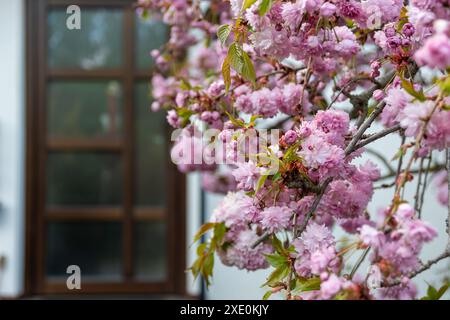 Les cerisiers japonais fleurissent au printemps devant une porte de maison Banque D'Images