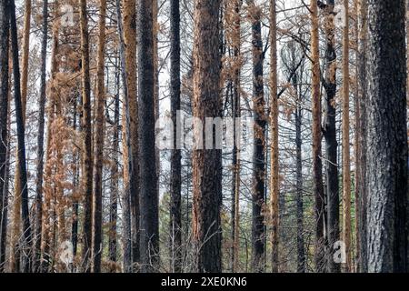 Forêts boréales brûlées Banque D'Images