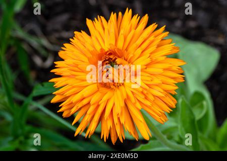 Calendula officinalis 'Orange King' une plante annuelle à fleurs doubles de printemps orange communément connue sous le nom de souci de pot, image photo stock Banque D'Images