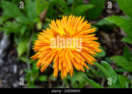 Calendula officinalis 'Orange King' une plante annuelle à fleurs doubles de printemps orange communément connue sous le nom de souci de pot, image photo stock Banque D'Images