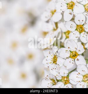 Fond de fleurs blanches. Thunberg Spirea Bush en fleur. Banque D'Images