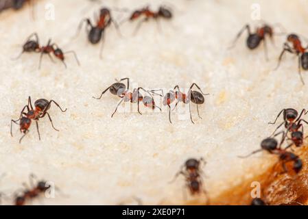 Macro image avec beaucoup de fourmis qui sont situés sur une tranche de pain et commencent à manger de lui pour obtenir de la nourriture pendant l'hiver. Les grosses fourmis rouges montrent le Banque D'Images