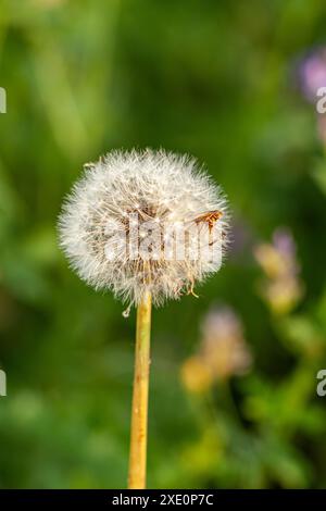 Fermé Bud d'un pissenlit. Pissenlit fleurs blanches dans l'herbe verte. Photo de haute qualité Banque D'Images