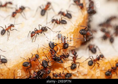 Macro image avec beaucoup de fourmis qui sont situés sur une tranche de pain et commencent à manger de lui pour obtenir de la nourriture pendant l'hiver. Les grosses fourmis rouges montrent le Banque D'Images