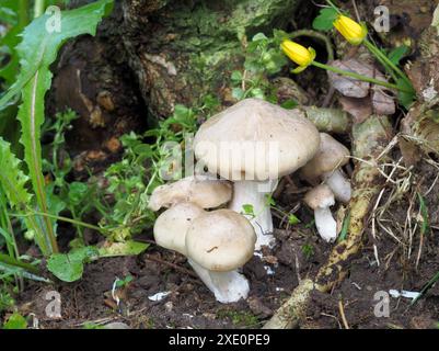 Champignon Pinkgill bouclier, Entoloma cypleatum Banque D'Images