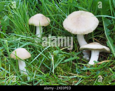 Champignon Pinkgill bouclier, Entoloma cypleatum Banque D'Images