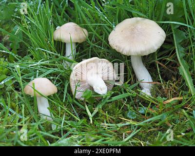 Champignon Pinkgill bouclier, Entoloma cypleatum Banque D'Images