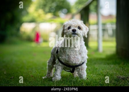 Petit vieux chien blanc debout sur l'herbe de la tête sur, corps entier avec harnais de corps noir en vue Banque D'Images