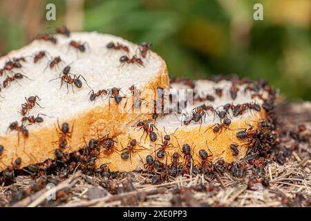 L'image macro montre une tranche de pain avec beaucoup de fourmis dessus, les fourmis sont très diligentes et commencent à déchirer le pain pour se nourrir. Crise du pain Banque D'Images