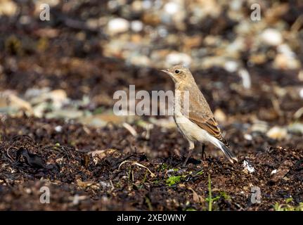 Oiseau wheatear femelle qui se nourrit au bord de l'eau Banque D'Images