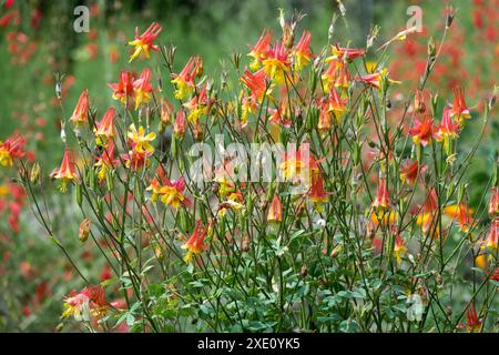 WESTERN Red Columbine Aquilegia elegantula fleurs rouge jaune orange Banque D'Images